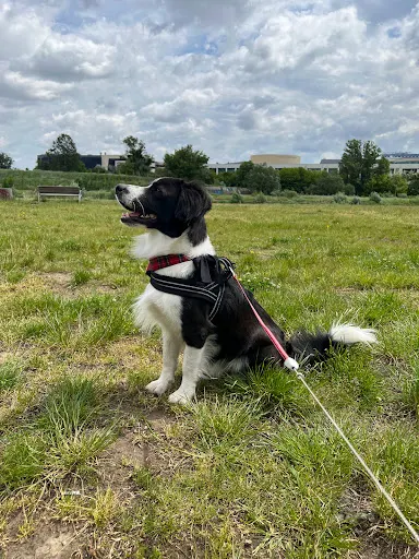 Dogerka - Behawiorysta, Szkolenie psów